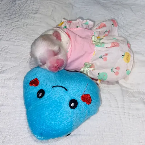 filhotes shih tzu 