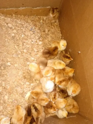 Pintinhos de poedeiras