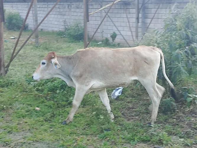 novilha pra vender
