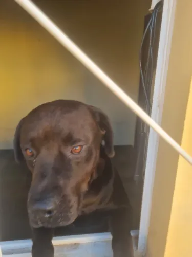 Doação de Cachorro Leia a Descrição