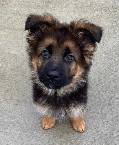 Filhote pastor alemão, Seus melhores momentos estão prestes a começar com um novo filhote!