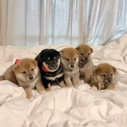 Shiba Inu Pronta entrega