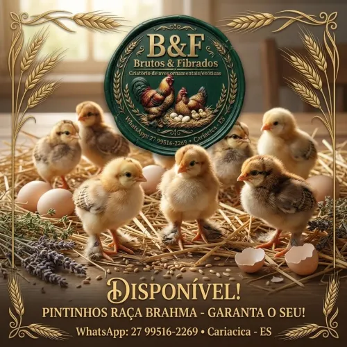 Pintinhos Brahma disponíveis