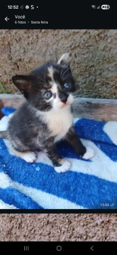 Doação de gatinhos