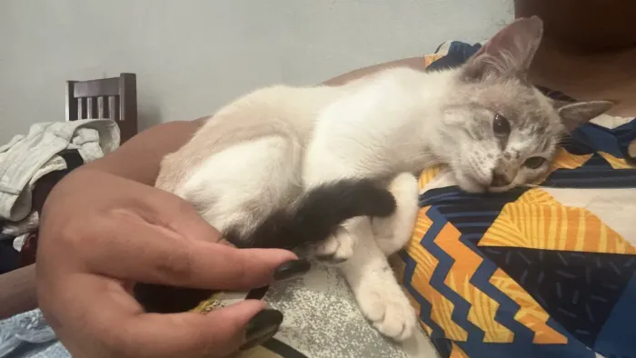Gatinha branquinha rajada pra doar