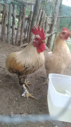 Trio de Garnizé Suro (sem rabo) 