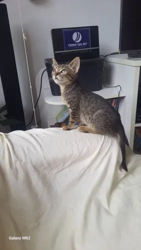 Gato macho, rajado