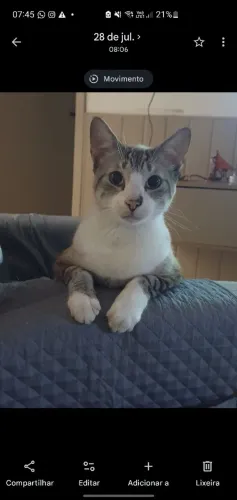 Doação de gatos castrados