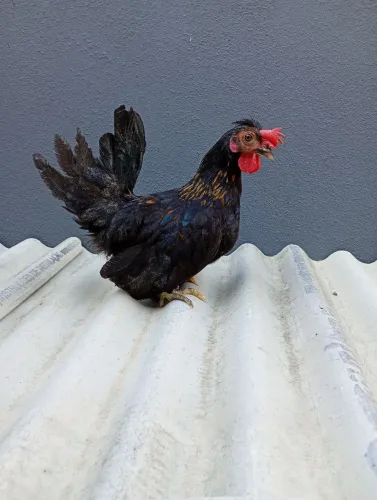 Galo Ganize nagazaki 