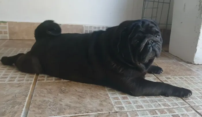 Pug John Coffey para Coberturas
