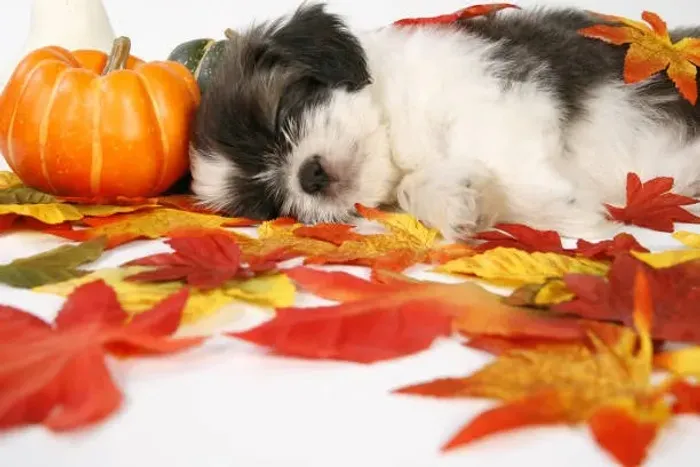 Filhote de Shih Tzu O Pequeno Tesouro Das Quatro Patas