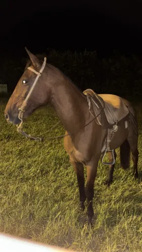 Vendo cavalo
