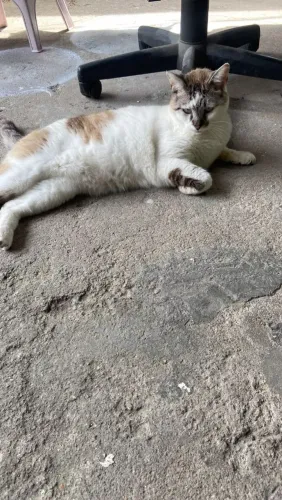 Gatinho pra doacao