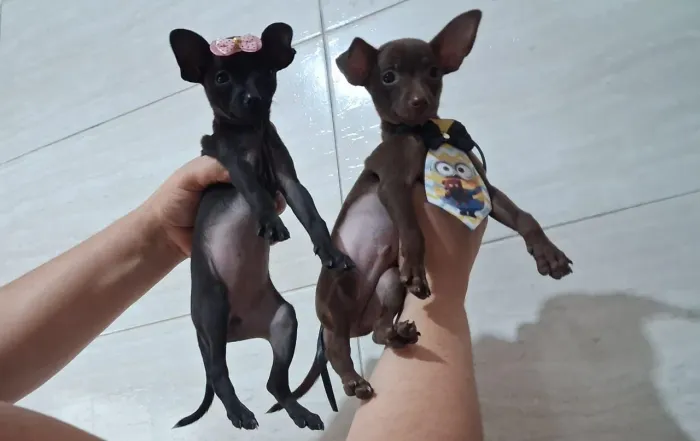 Casal pincher