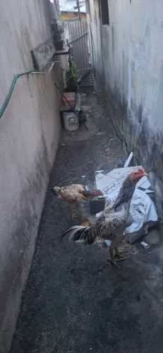 frango carioca pintado
