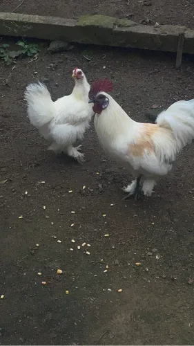 Galinha sedosa