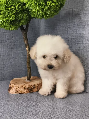Poodle macho