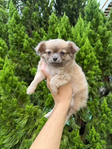 Chihuahua pelo longo macho lilac fawn