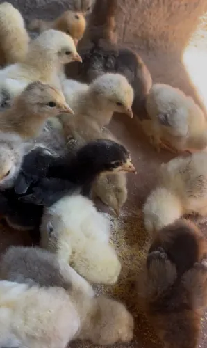 Pintinhos de Brahma
