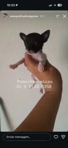 Pinscher micro