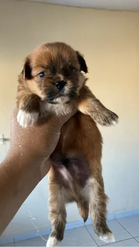 Vende se Shih tzu - Filhote Macho