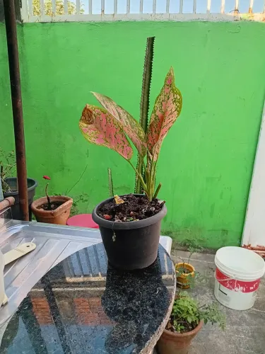 Aglaonema Pink 