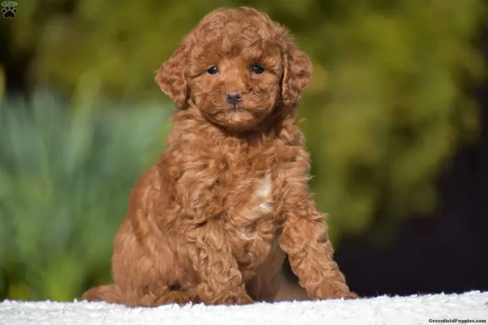 Poodle Toy Red | Leve hoje, ame para sempre 