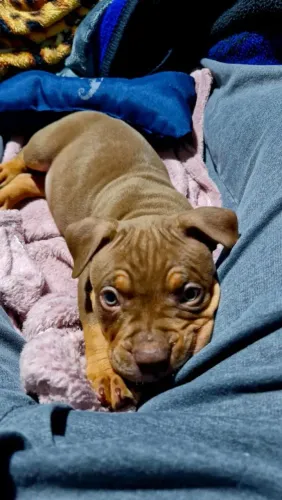 American Bully Pocket - macho 1 mês