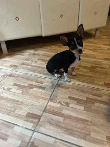 Lindo pinscher macho n 0