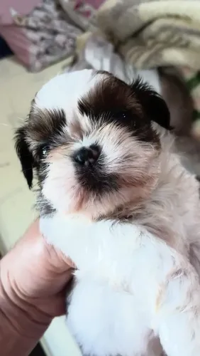 Shihtzu 