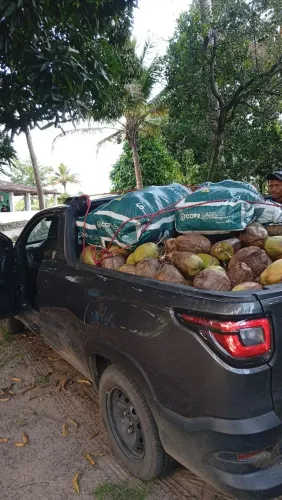Coco verde no atacado