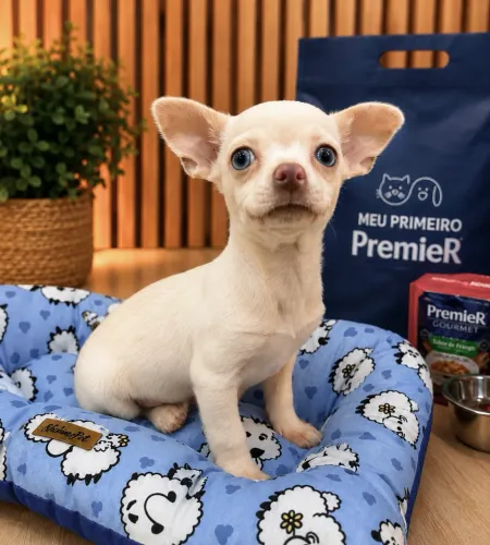 Filhote de Chihuahua macho - disponível a pronta entrega.