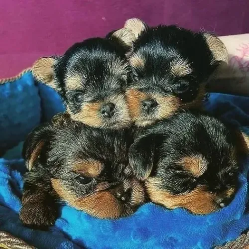 Filhotes de yorkshire micro fêmea garanta já sua ?