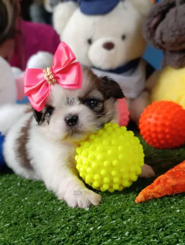 Shihtzu fêmea cor tricolor uma fofura disponível para reservar