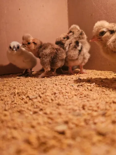 Pintinhos galinha Silkie Japão Sedosa