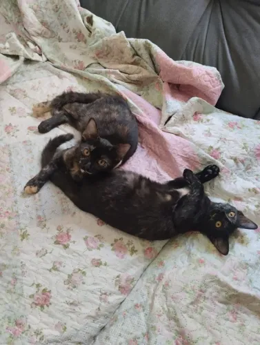 Gatas filhotes JÁ CASTRADAS para adoção responsável!