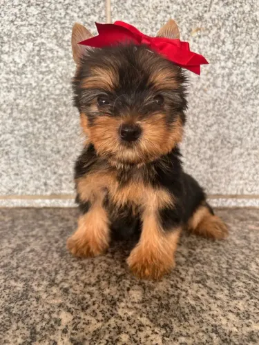 Yorkshire Cachorrinho disponível com perfil familiar