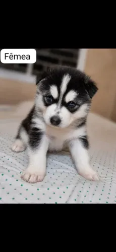 Husky siberiano