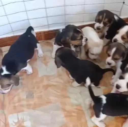 Beagle puro a venda