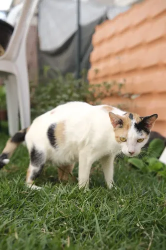 doação gato femea gravida