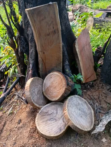 Bolachas de madeira de ótima qualidade 