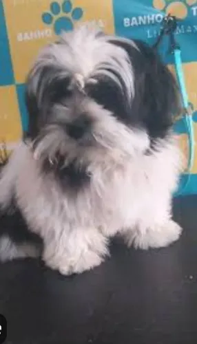 Vendo Shitzu Macho