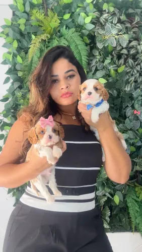 FILHOTES DE CAVALIER KING CHARLES SPANIEL!!!!