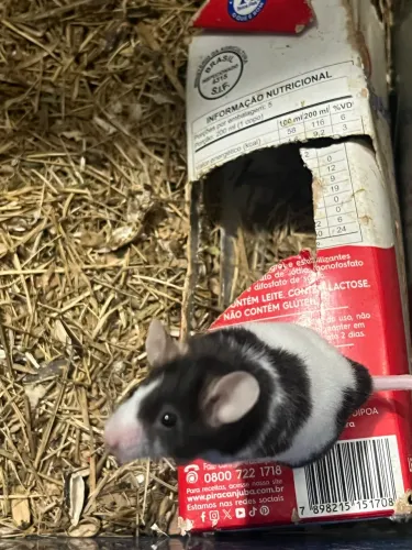 Doação de camundongo 