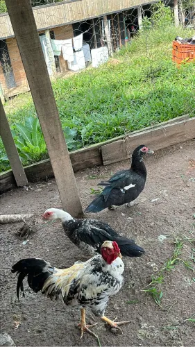 Patos