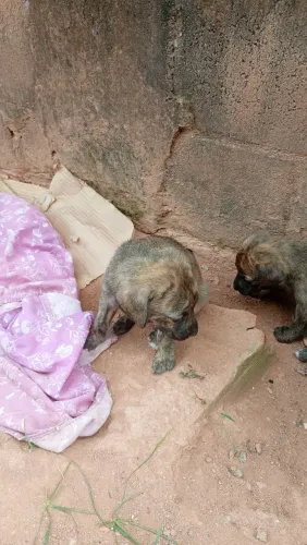 Cachorro porte grande doação 