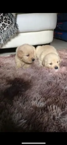 Golden Retriever - Filhotes cheios de ternura?