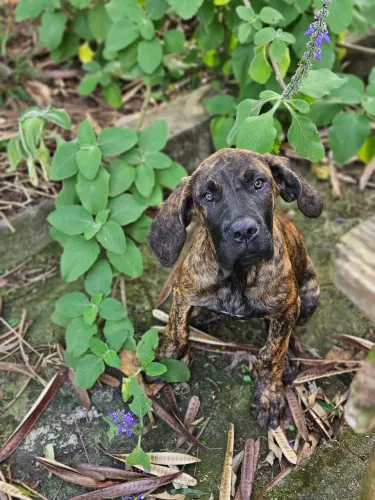 Filhote fila brasileiro fêmea