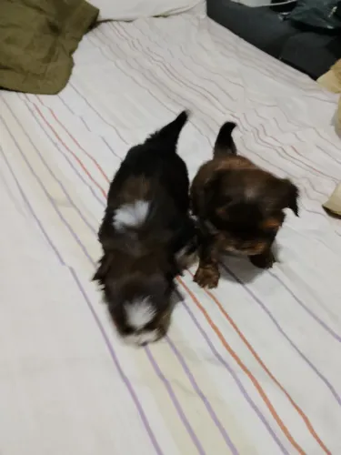 cachorro shih Tzu