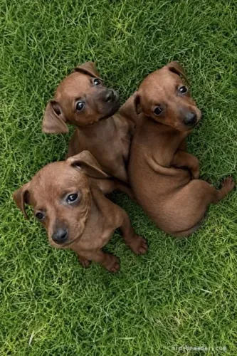 Baby meigo e saudável Pinscher/Pincher/Pinsher/Pintier